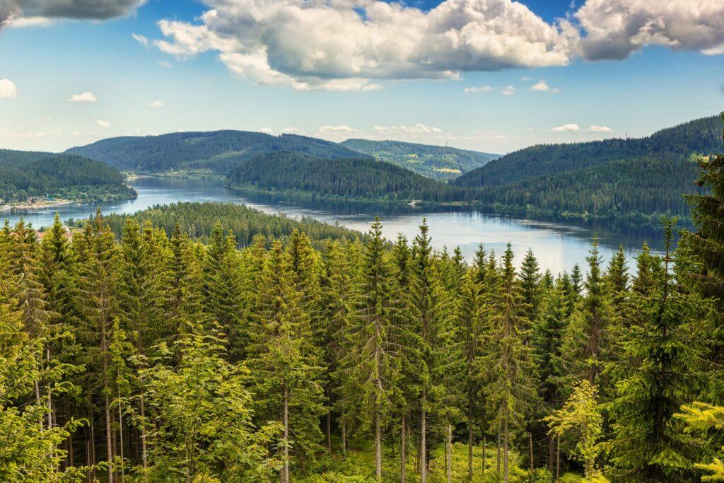Black Forest